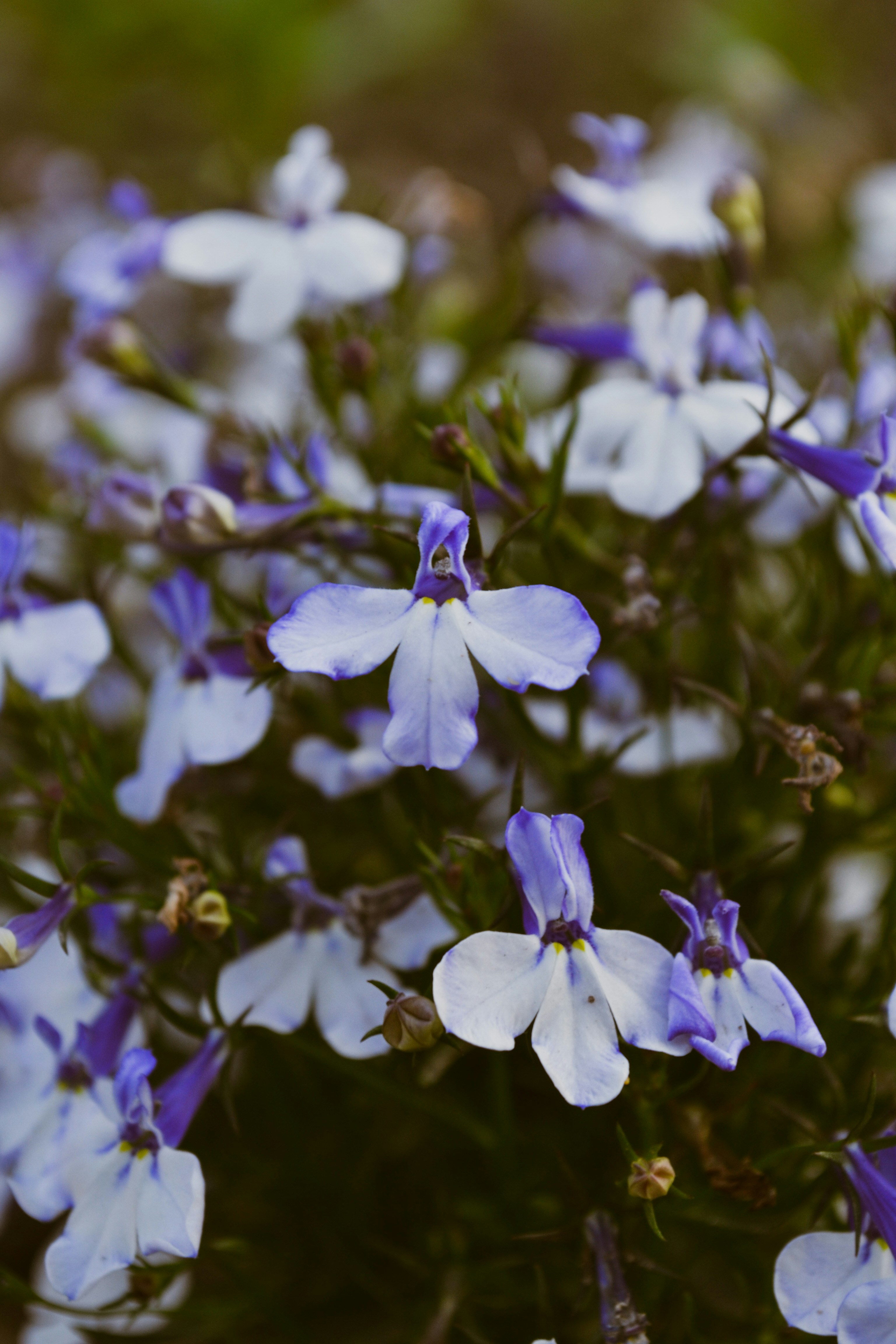 Photo by masha_goldenkova