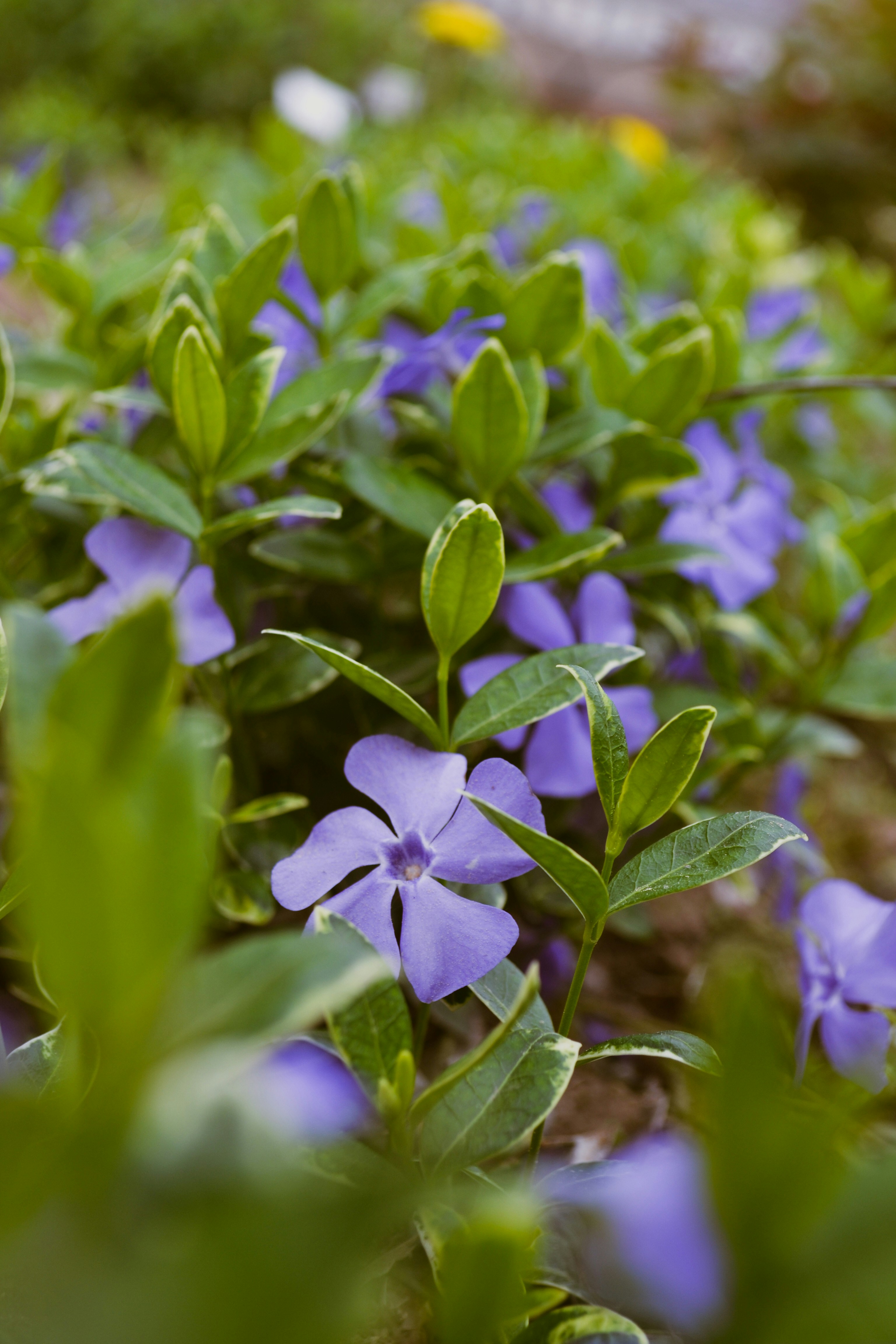 Photo by masha_goldenkova