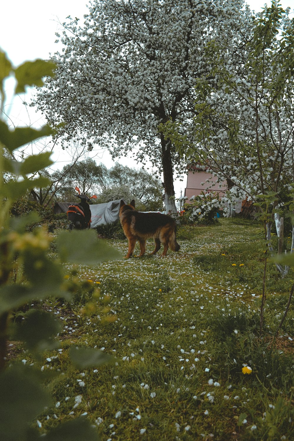 brown and black horse on green grass field during daytime