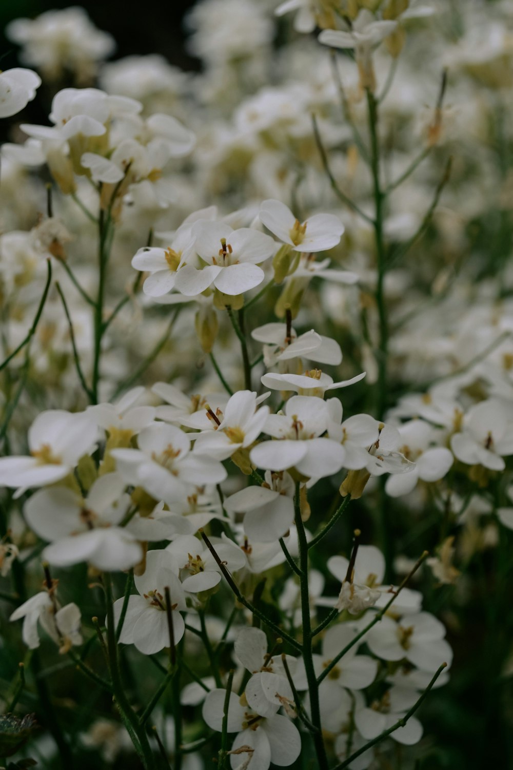 white flowers in tilt shift lens