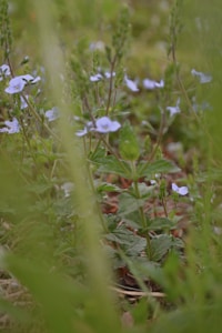 Personalized Flower Essence