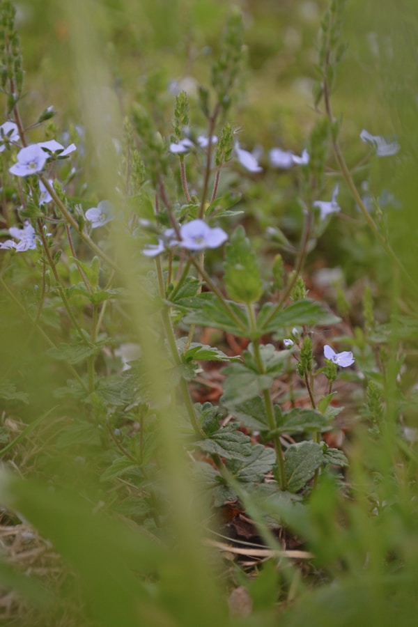 Personalized Flower Essence