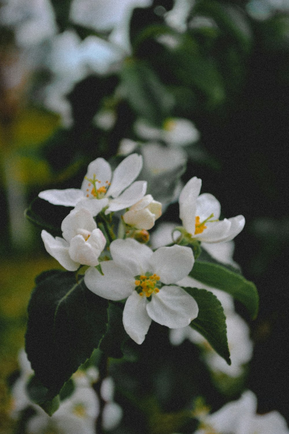 white 5 petaled flower in bloom during daytime