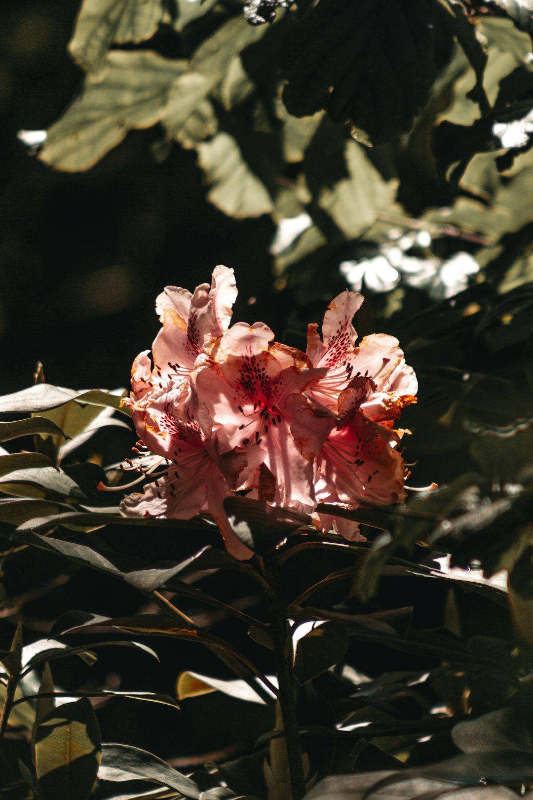 pink flower in tilt shift lens