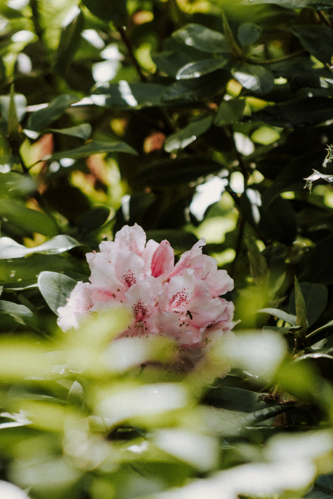 pink flower in tilt shift lens