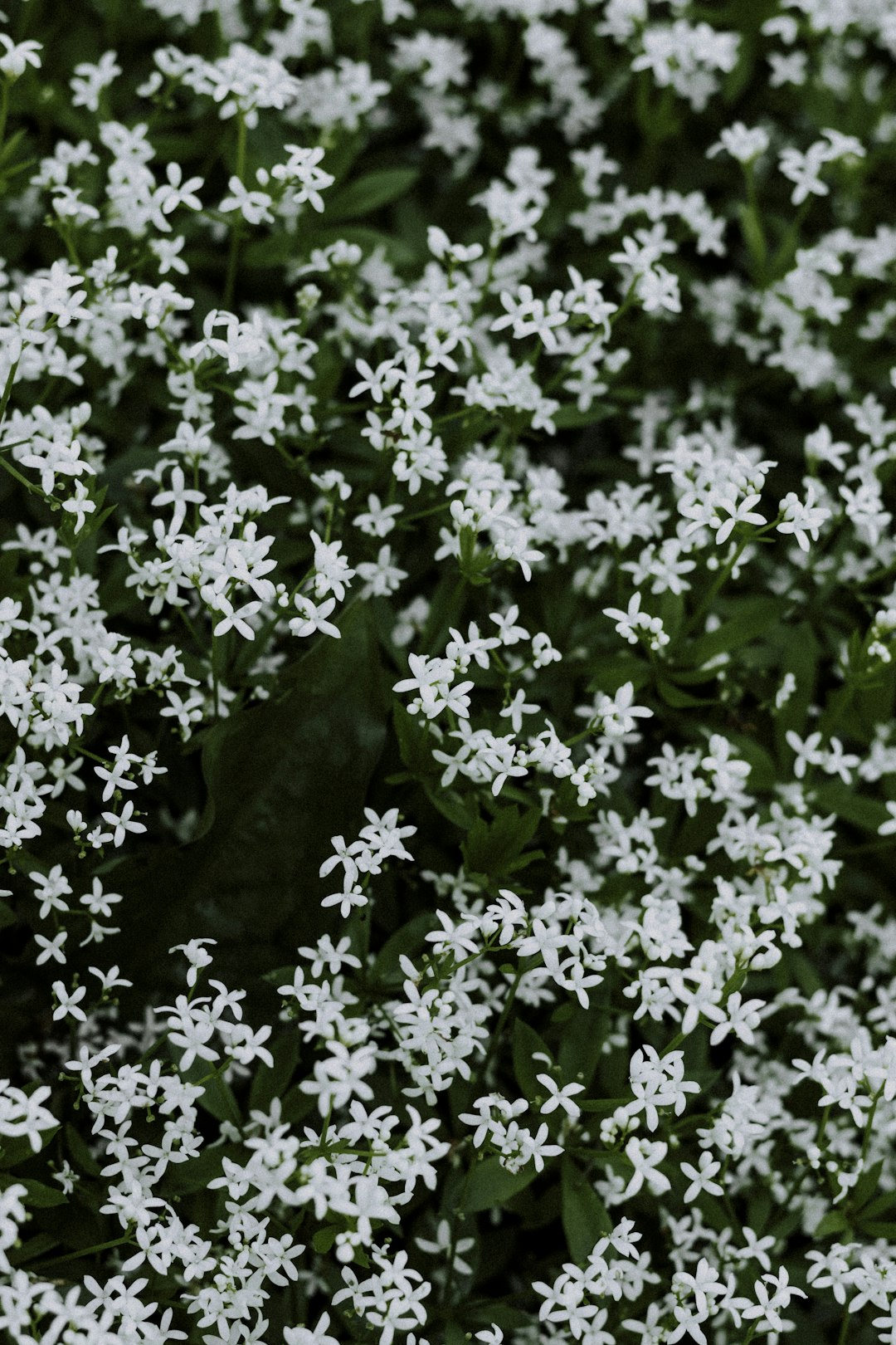 white flowers with green leaves