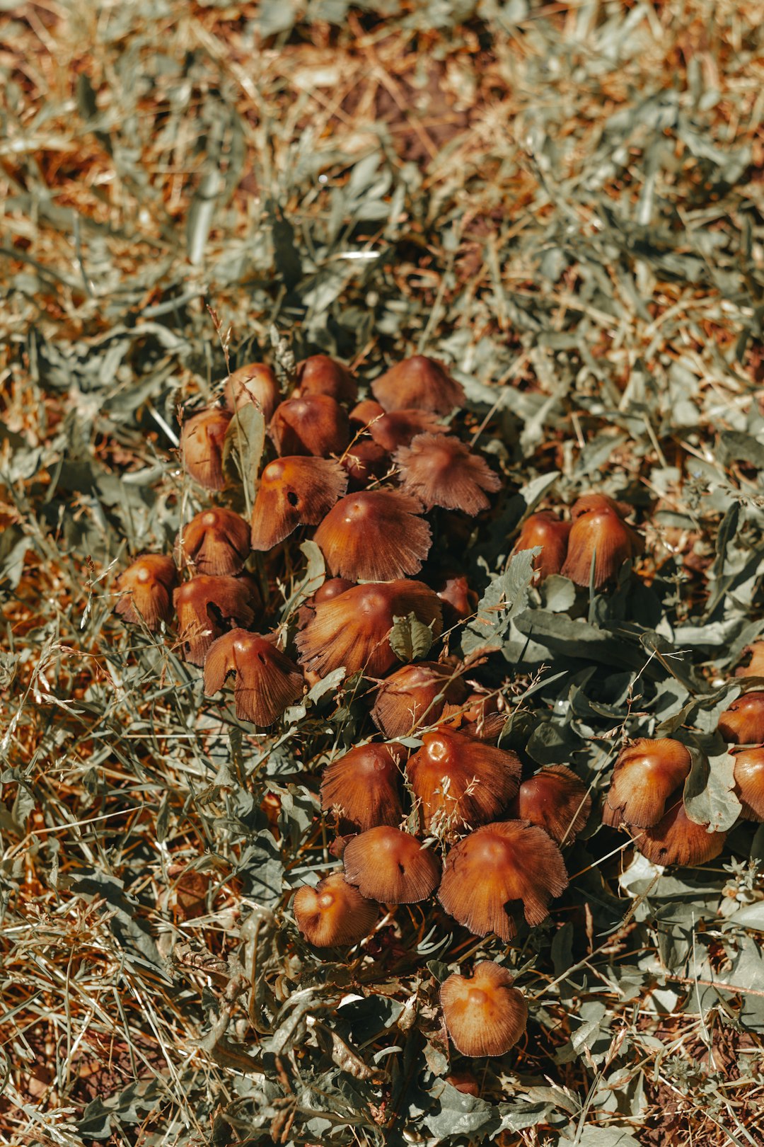 brown dried leaves on ground