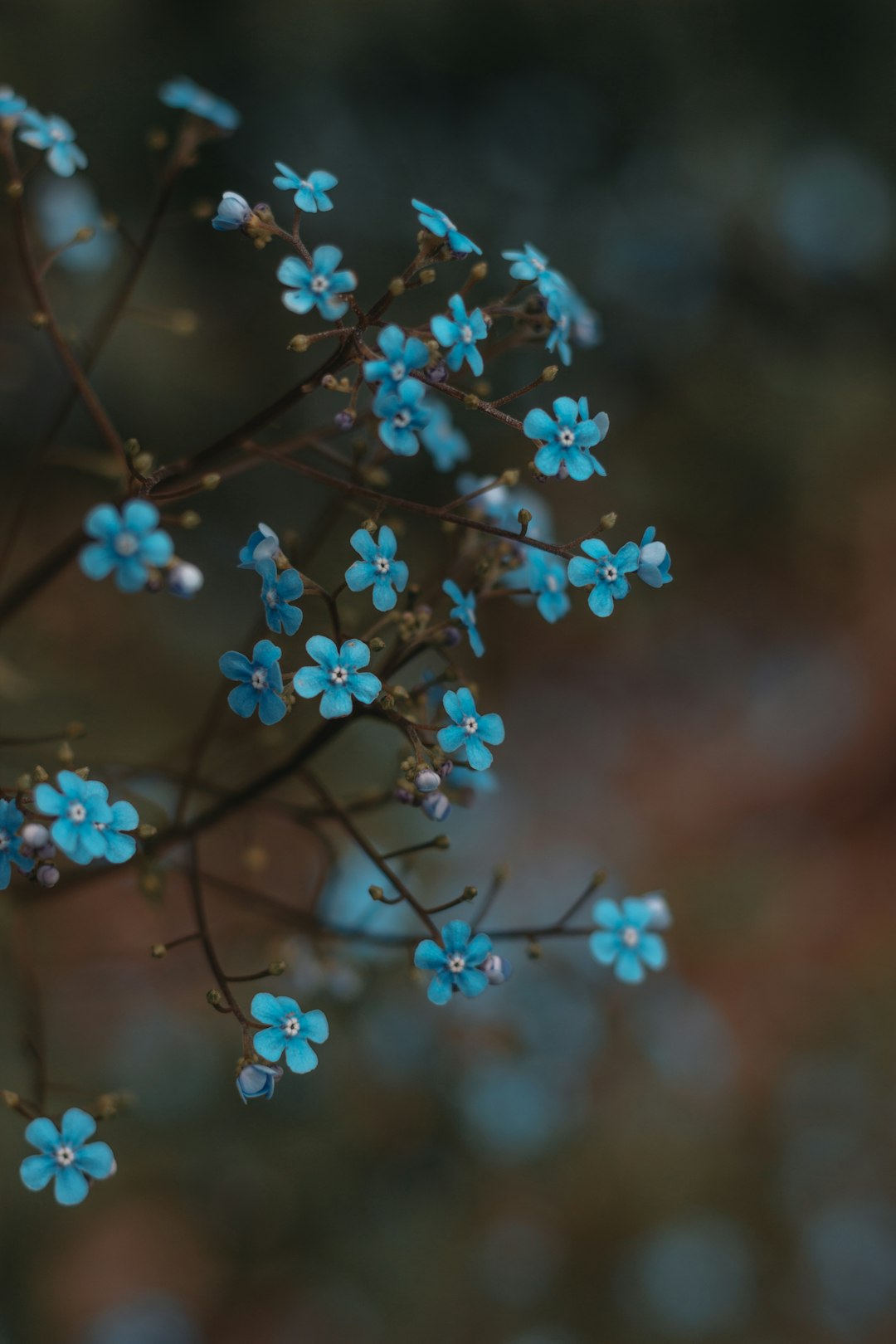 white flowers in tilt shift lens