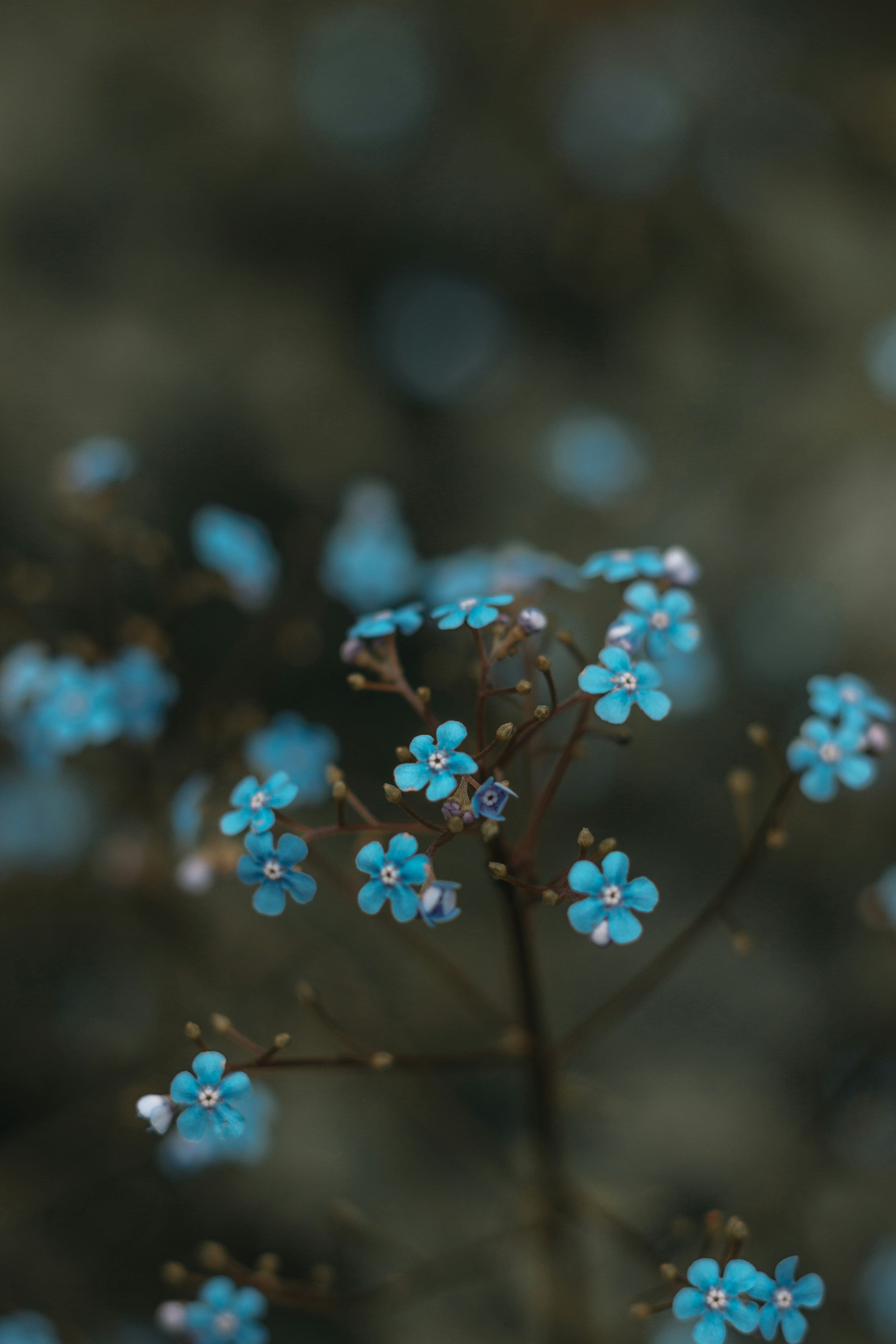 Blue Flowers With Water Droplets Photo Free Chateau De Pesselieres Image On Unsplash
