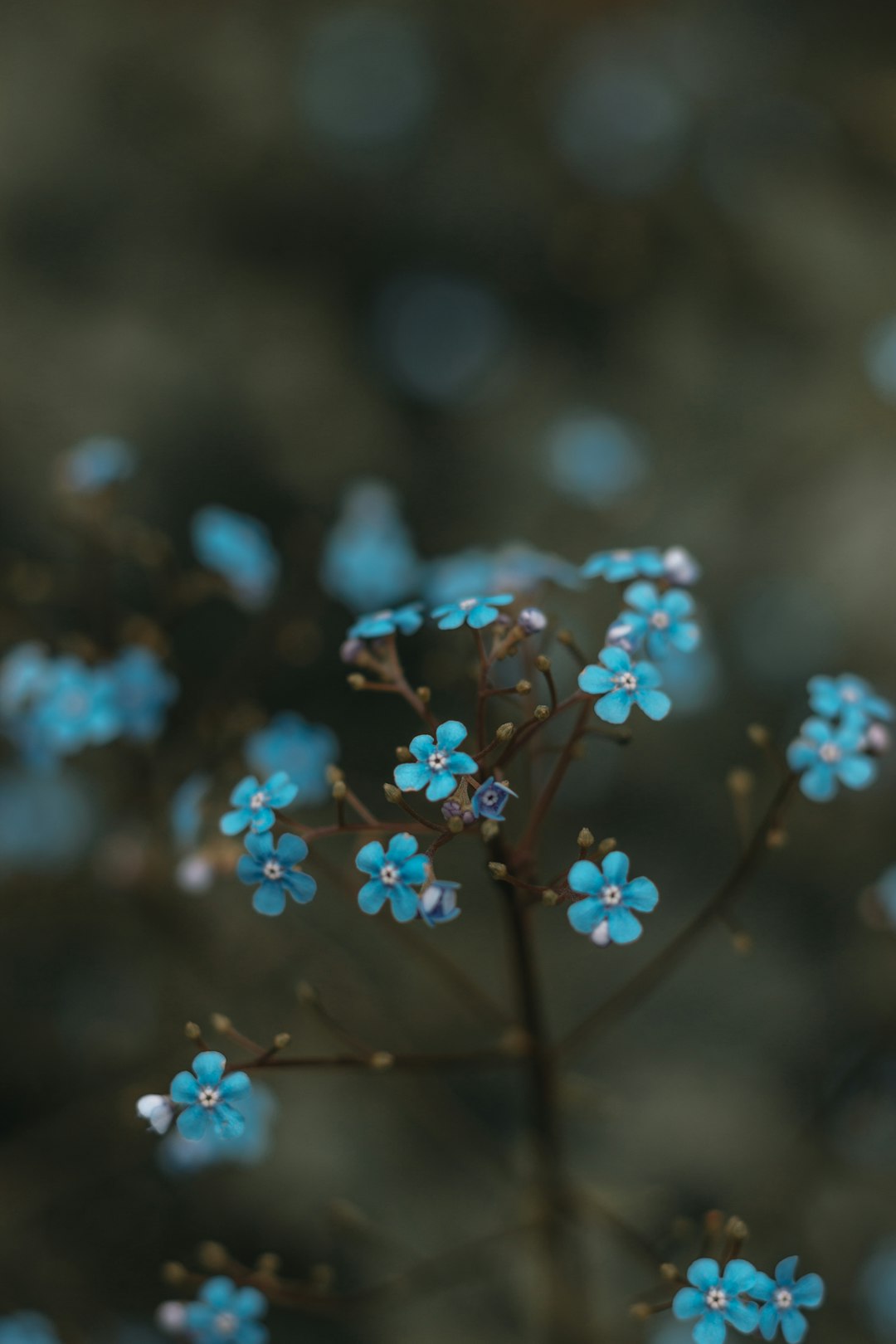 blue flowers with water droplets