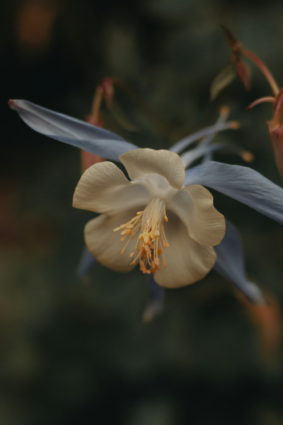 white and blue flower in tilt shift lens