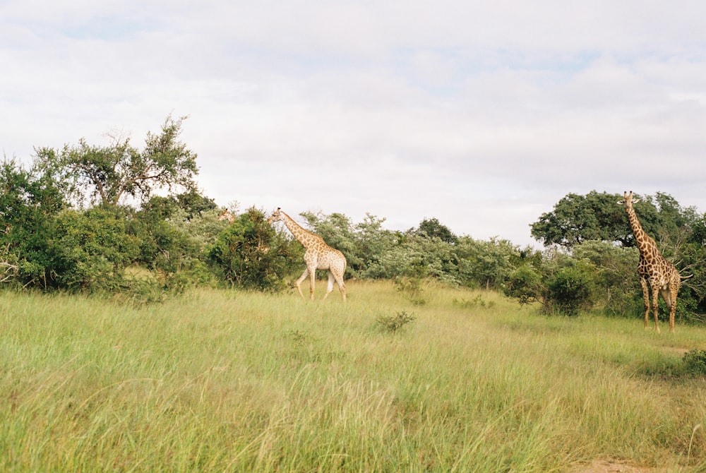 giraffe on green grass field during daytime