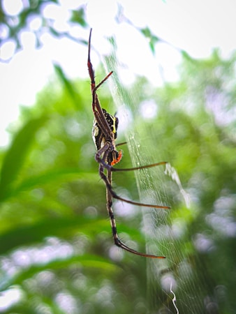 Harnessing Spider Venom to Combat Varroa Destructor Mites