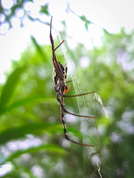 A large spider is positioned on its web against a backdrop of lush green foliage. Its legs are long and slender, with some having reddish hues near the joints. The spider's body features intricate patterns, highlighted by the soft lighting filtering through the surrounding leaves.