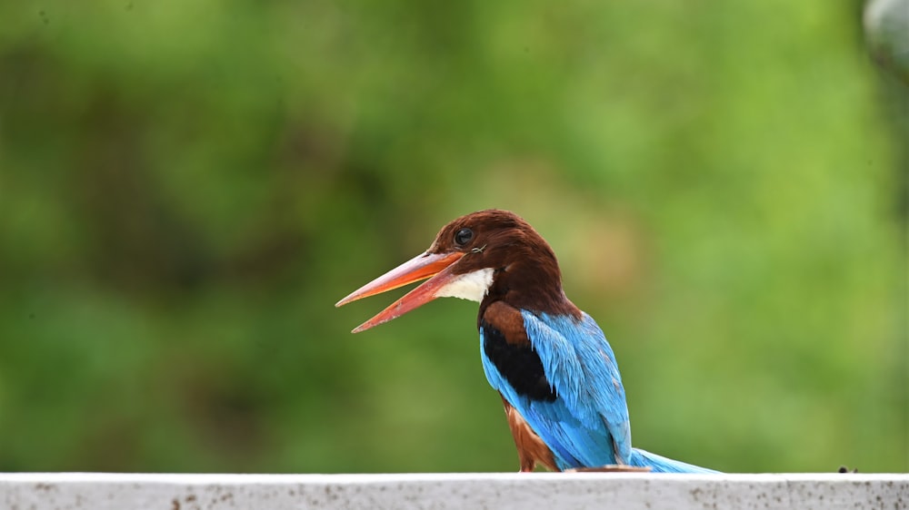 blue and brown bird on brown branch