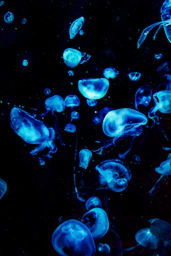 blue jellyfish in water during daytime