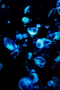 blue jellyfish in water during daytime