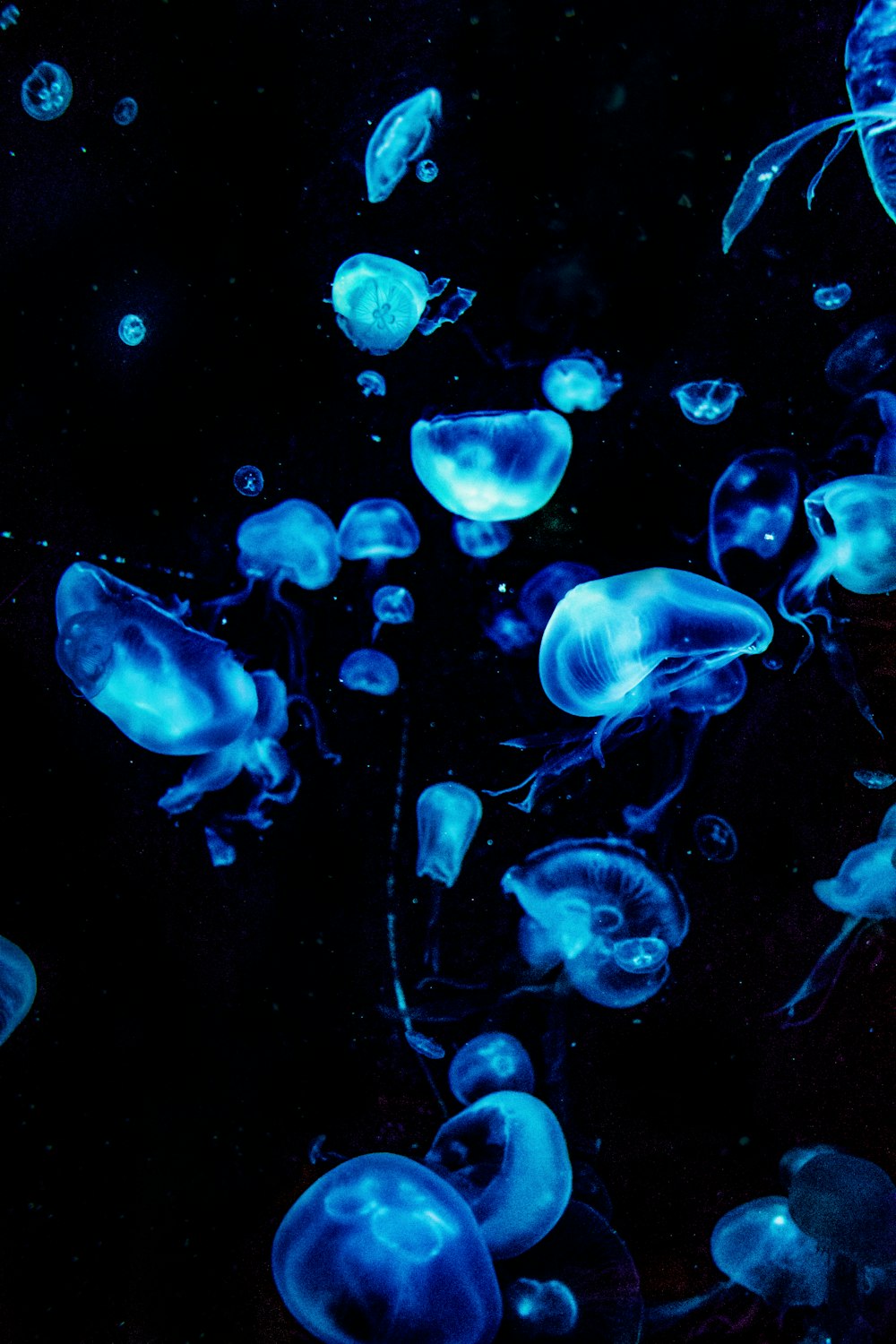 blue jellyfish in water during daytime