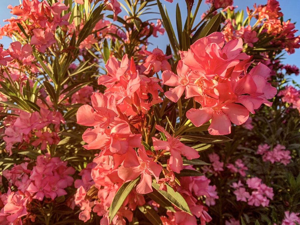 pink flowers with green leaves