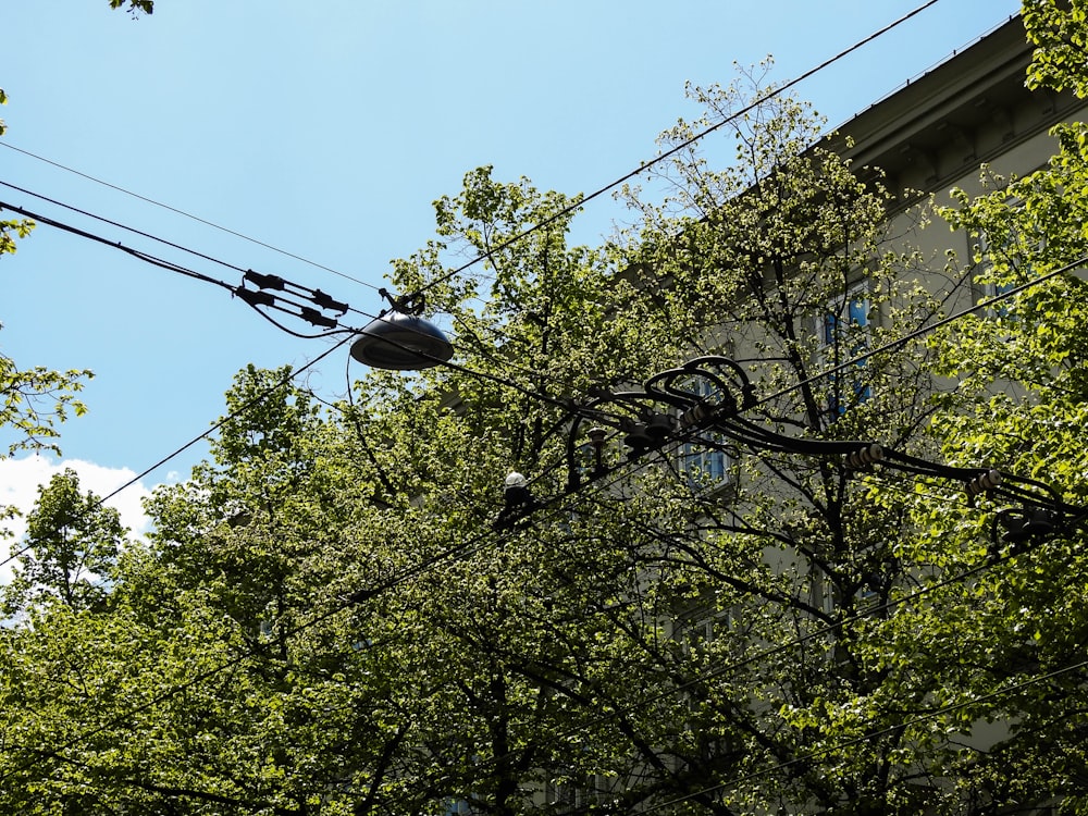 Teleférico negro cerca de Green Tree durante el día