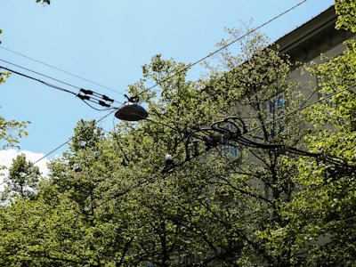 Overhead power lines thread through lush green trees with a building partially visible in the background. The sky is clear and blue, offering a contrast to the rich greenery.