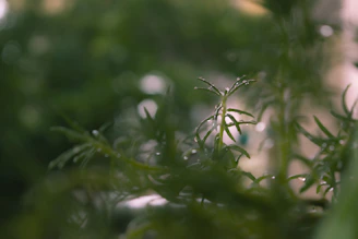 Close-up of natural herbal drops with fresh green leaves on a wooden table.