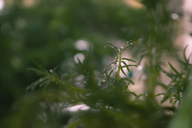 Close-up of natural herbal drops with fresh green leaves on a wooden table.