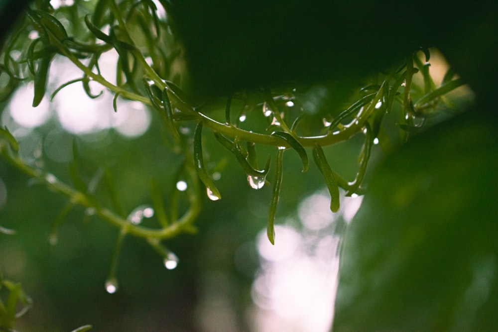 gotículas de água no caule verde da planta