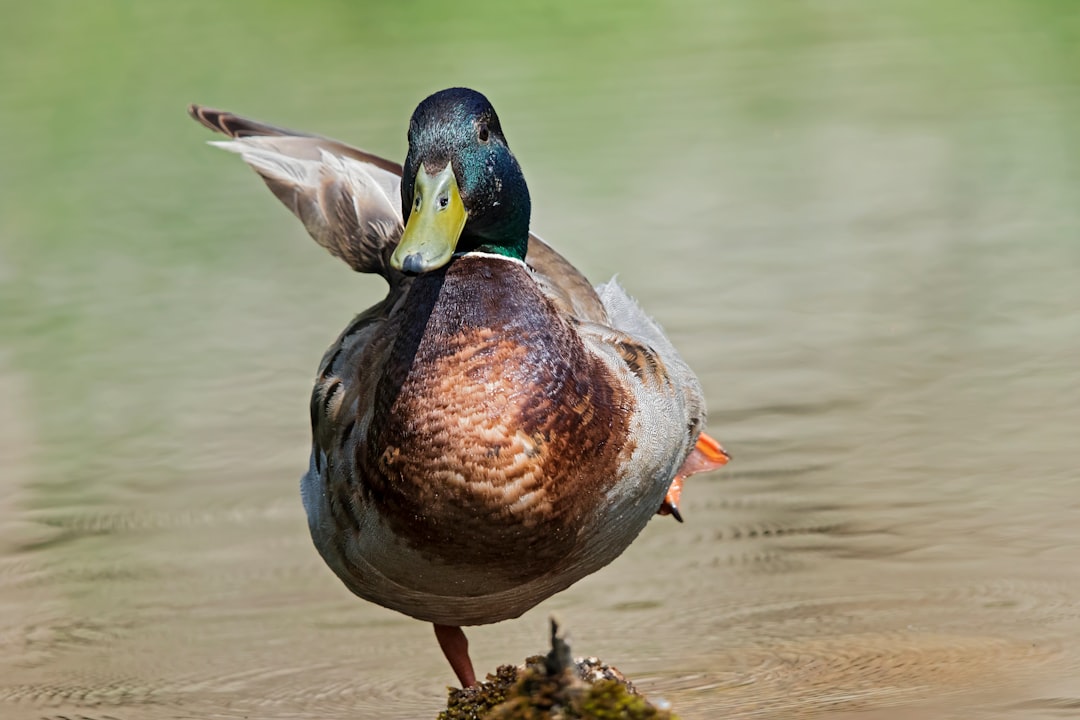 brown and green duck on water