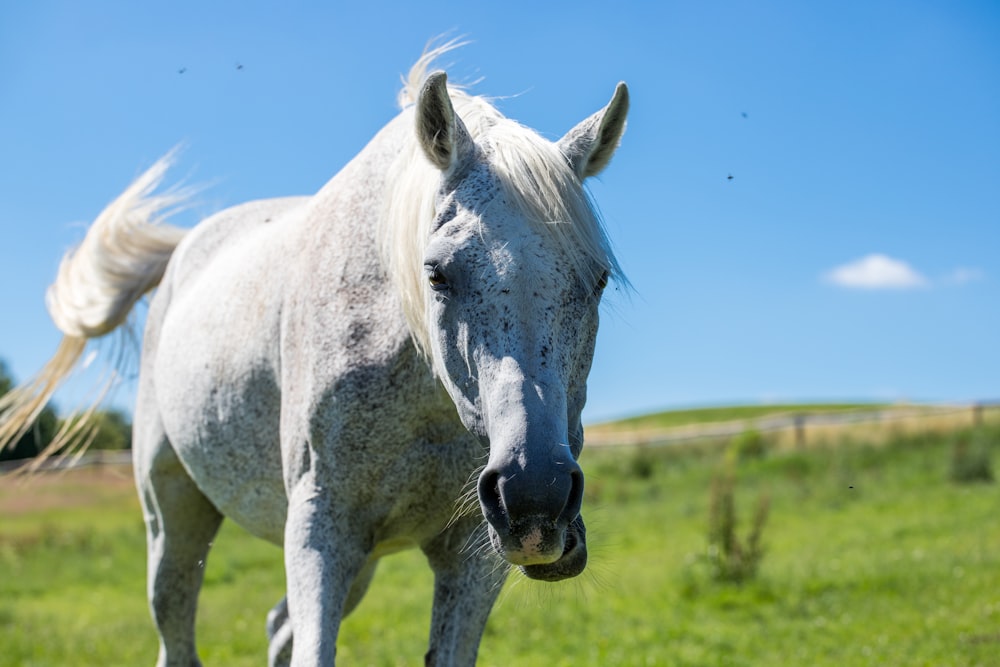 white horse on green grass field during daytime