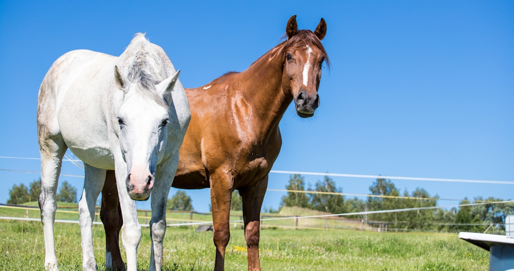 brown and white horse on green grass field during daytime