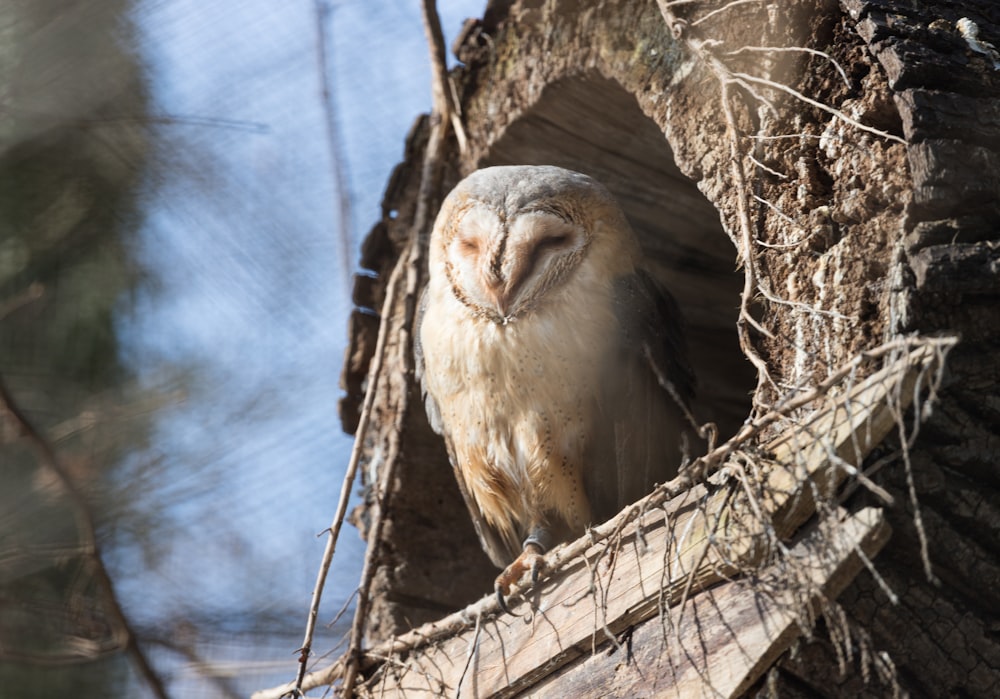 brown and white bird on brown tree branch