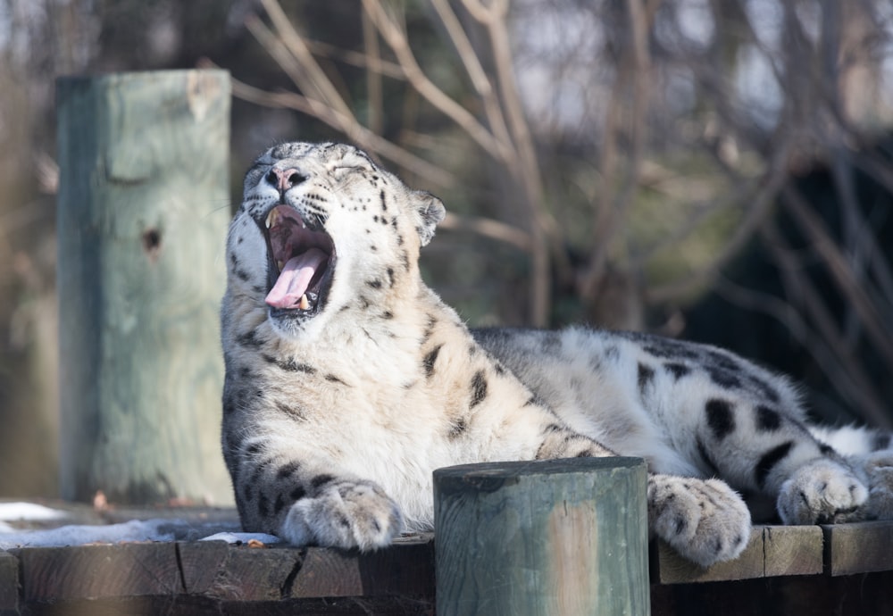 white and black tiger on brown wooden log during daytime
