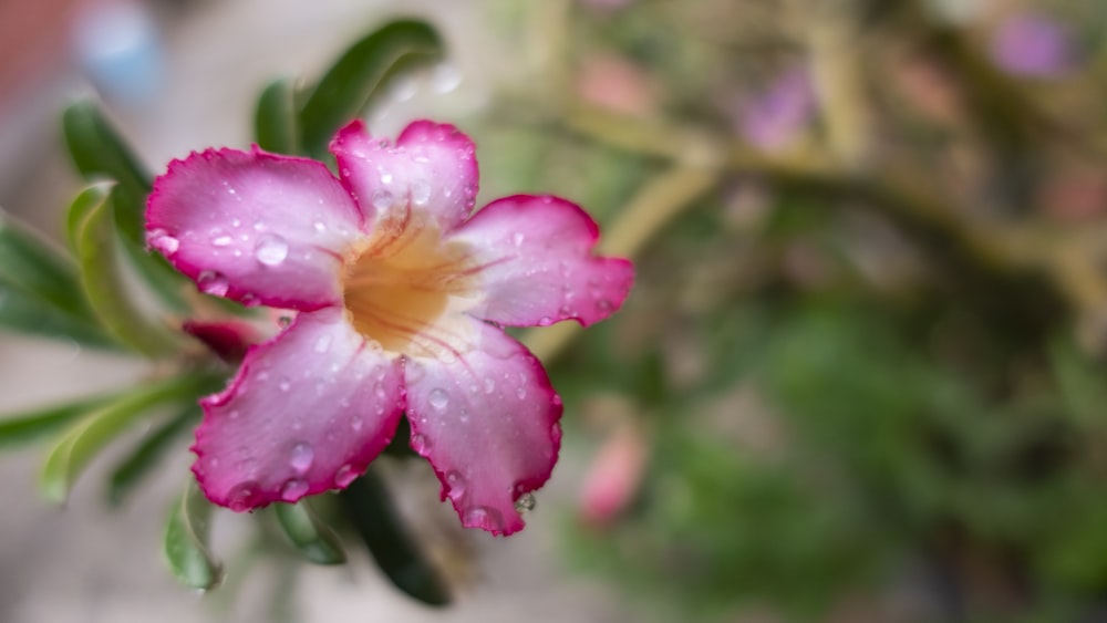 pink flower in tilt shift lens