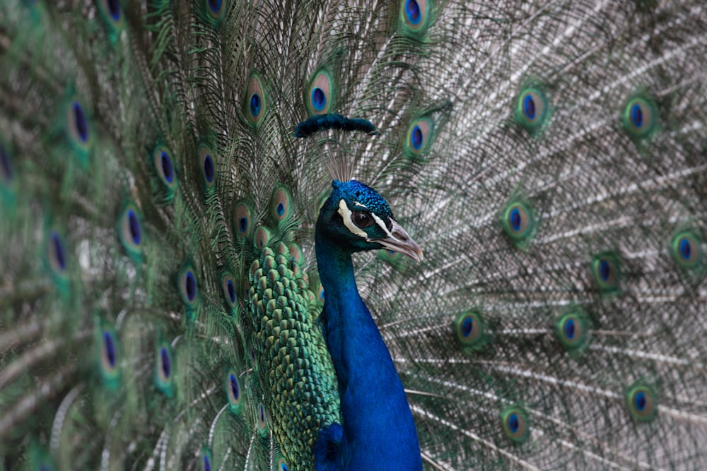 blue green and brown peacock