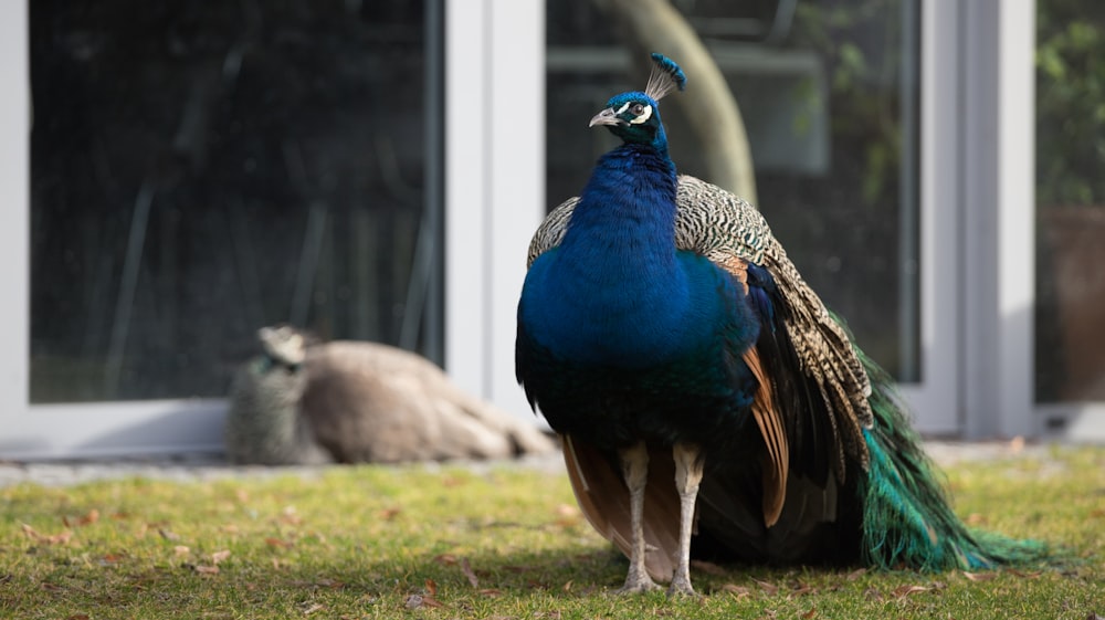 blue peacock on green grass during daytime