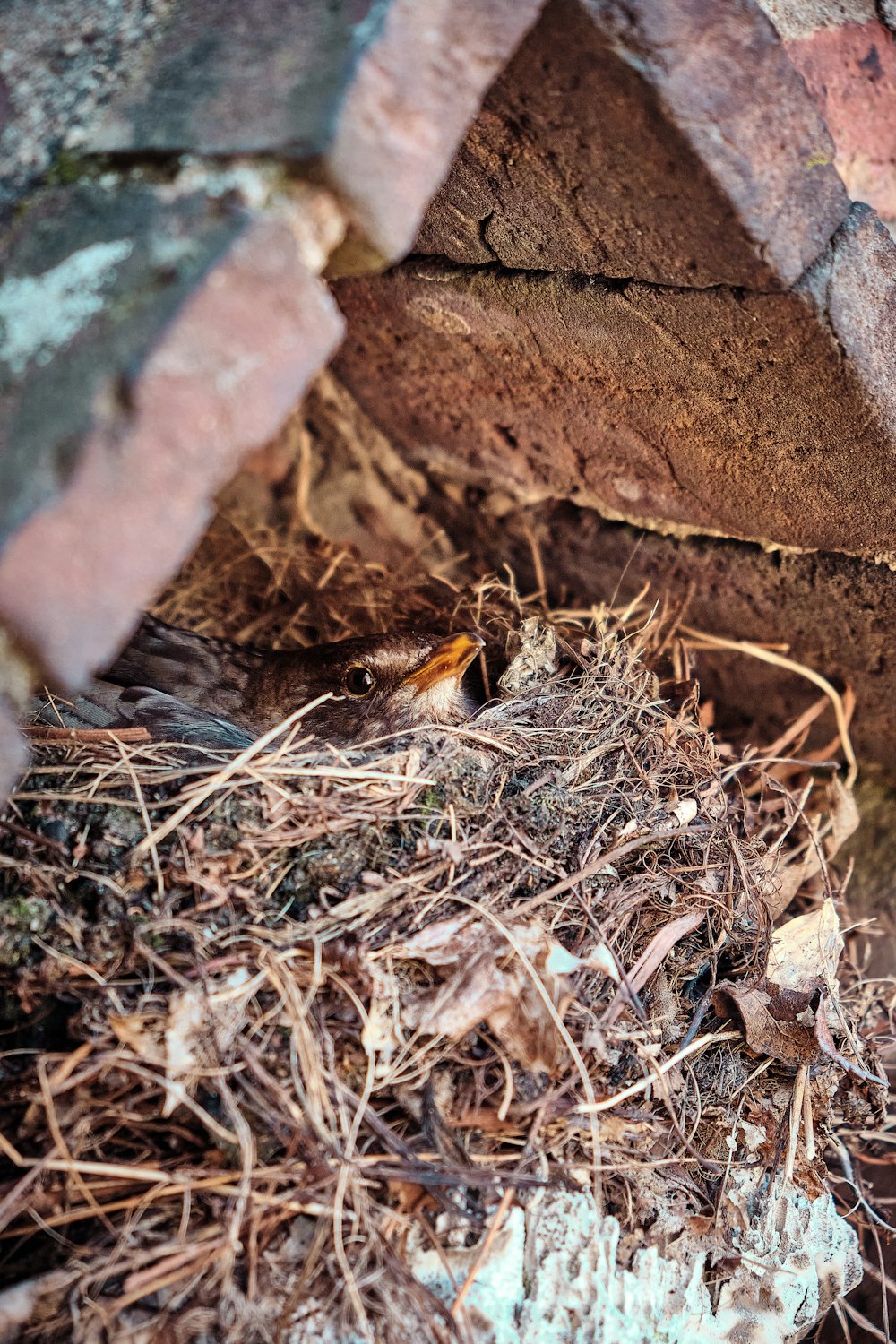 brown bird on brown dried leaves