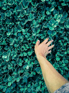 Close-up of hands pressing leaves onto a gelli print plate, capturing the textures of nature.