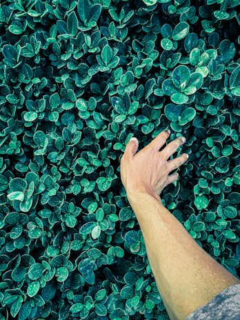 Close-up of hands pressing leaves onto a gelli print plate, capturing the textures of nature.