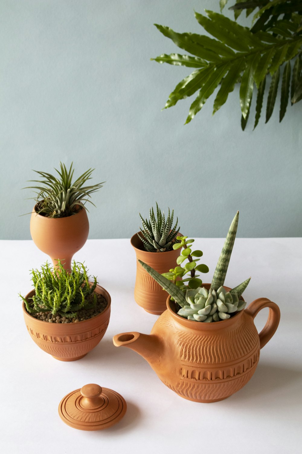 Pianta di cactus verde su vaso di argilla marrone