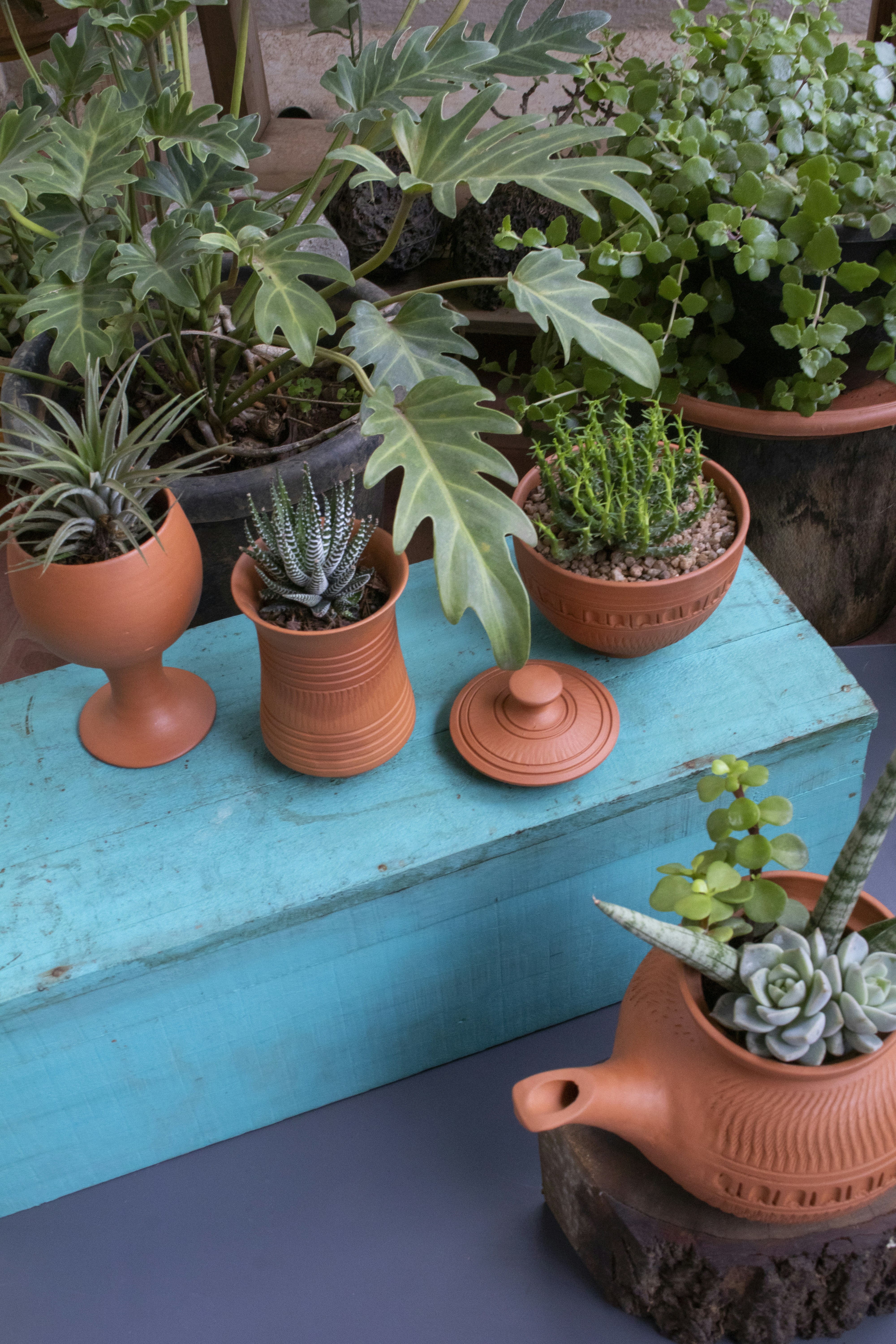 green potted plant on brown clay pot