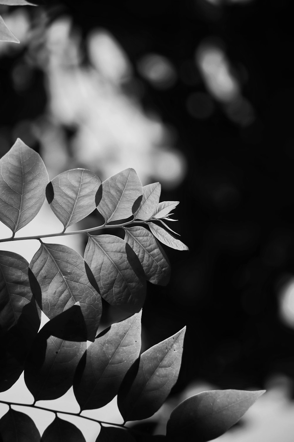 Imágenes de Black And White Leaves | Descarga imágenes gratuitas en Unsplash