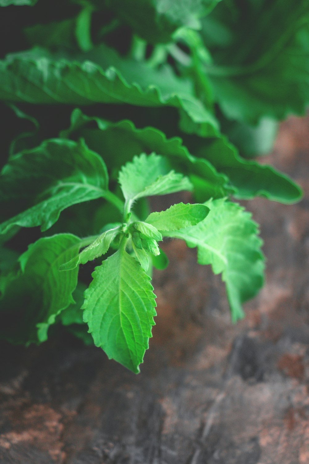 green leaf plant in close up photography