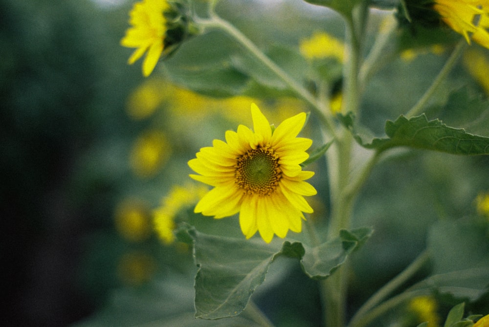 yellow flower in tilt shift lens