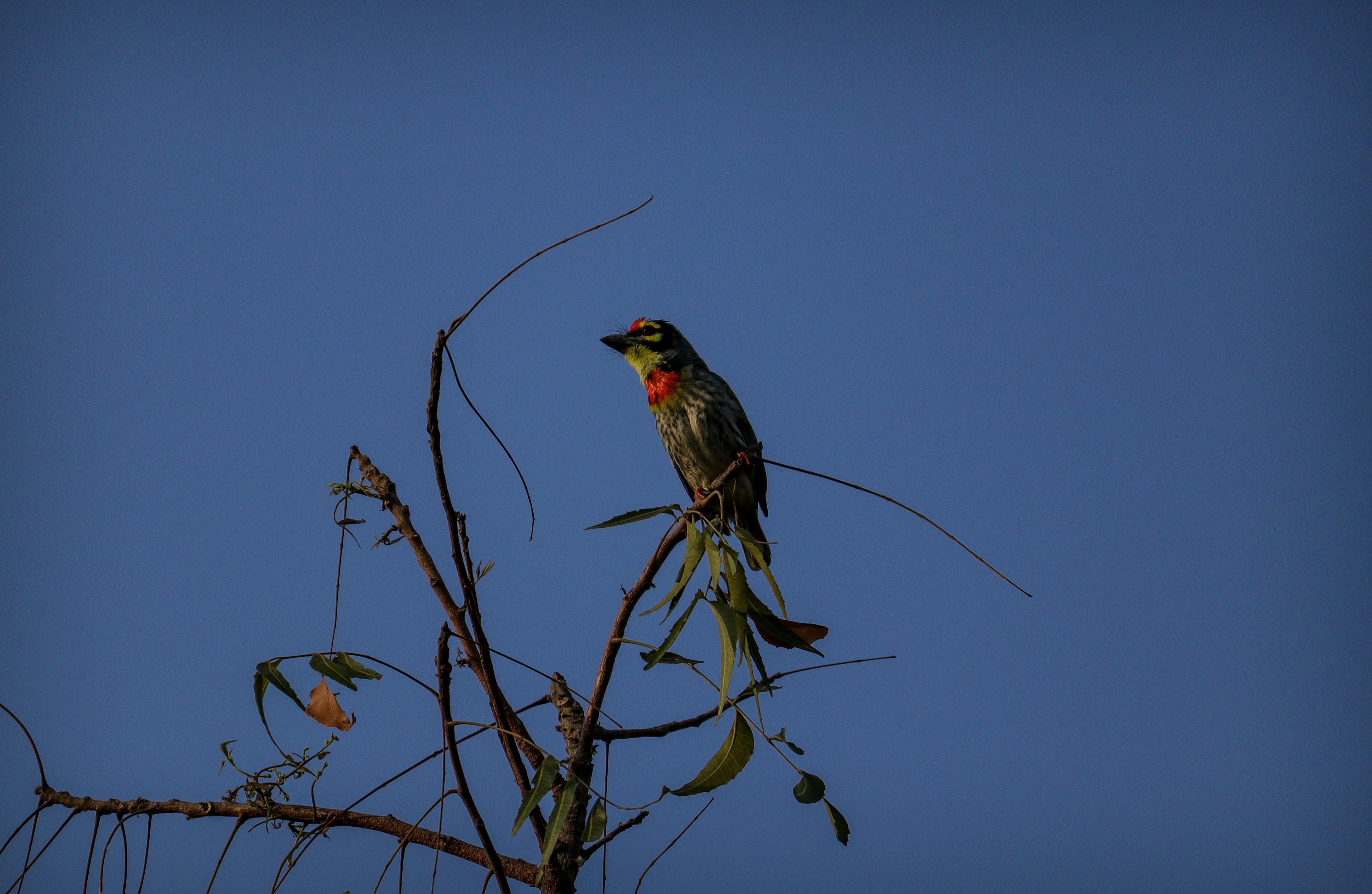 Photo by ganesh_narayanan_