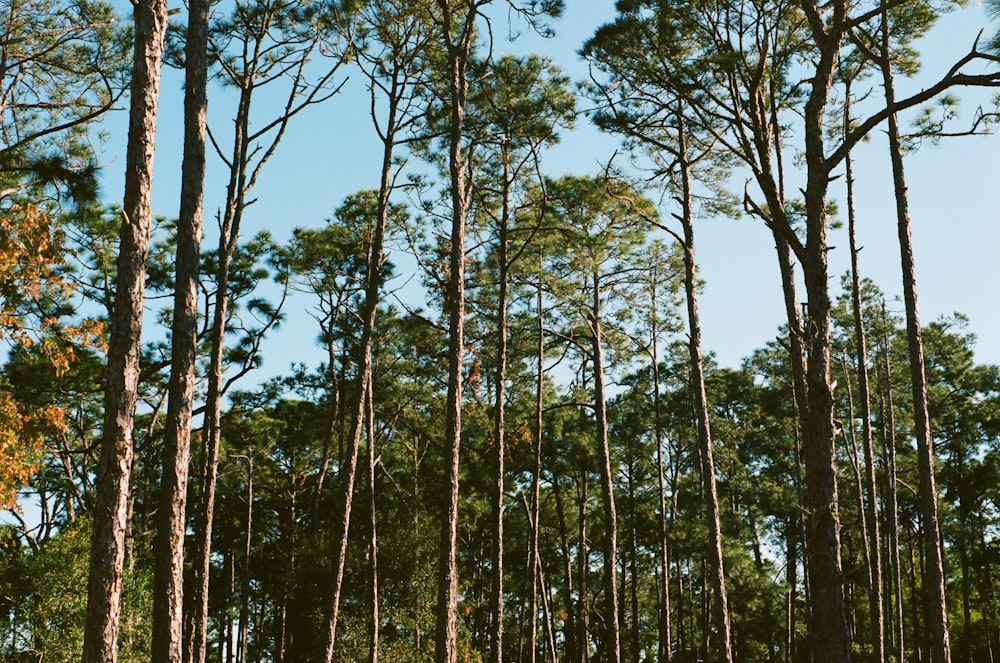 arbres verts sous le ciel bleu pendant la journée