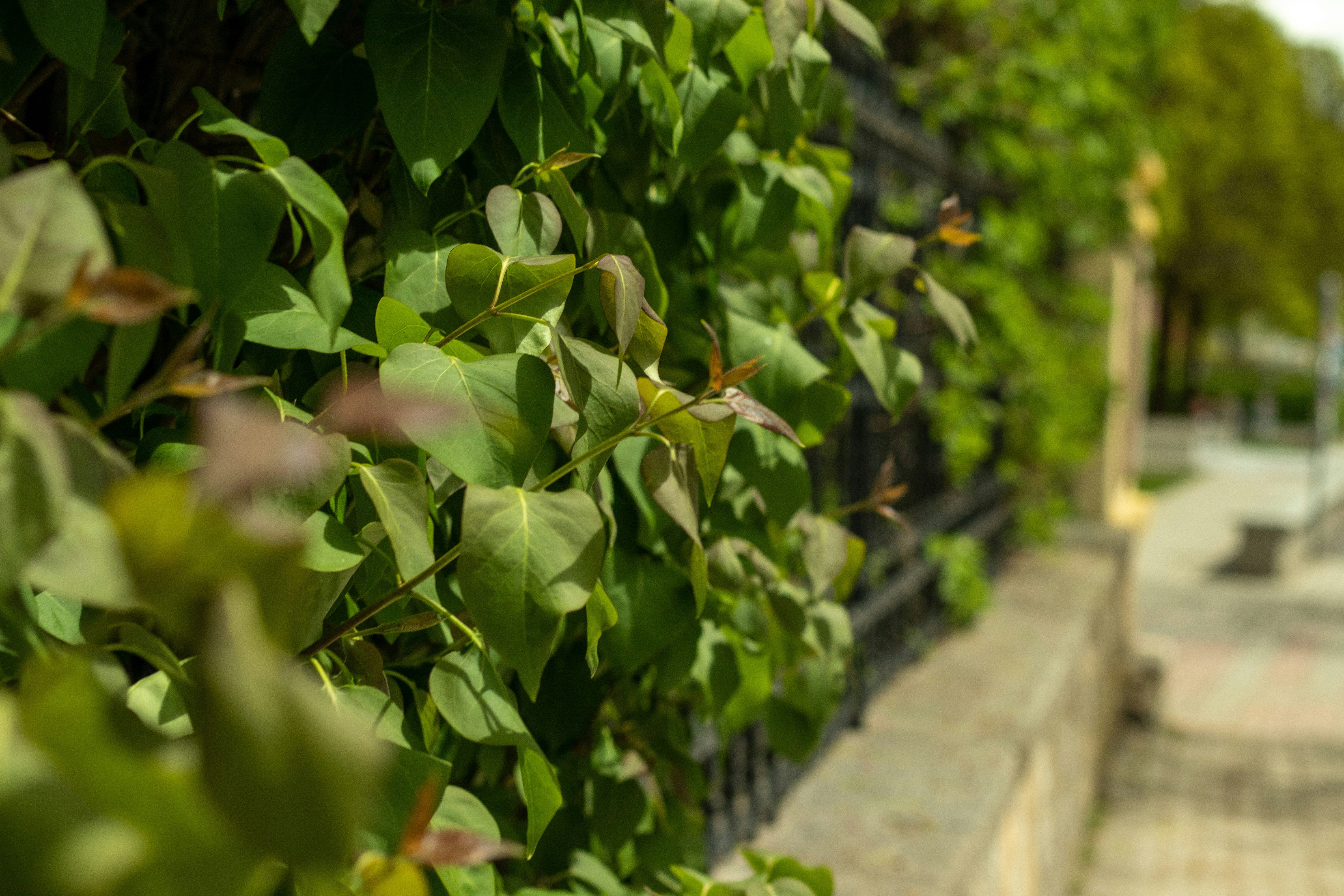 Photo by snowmountainer