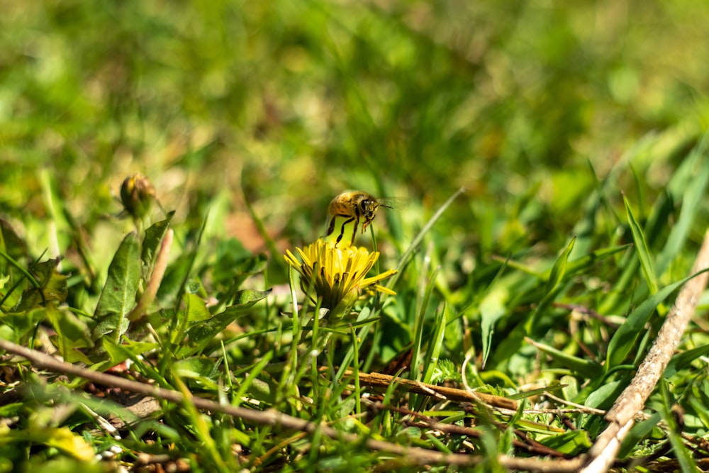 yellow and black bee on yellow flower