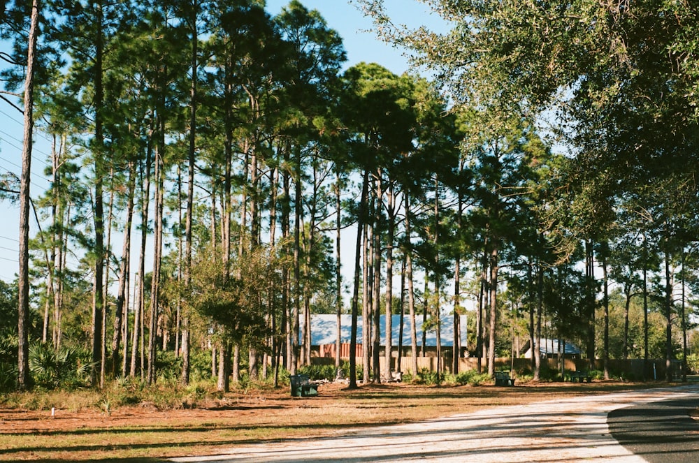 green trees on brown field during daytime