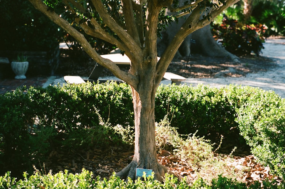 green tree near green grass field during daytime